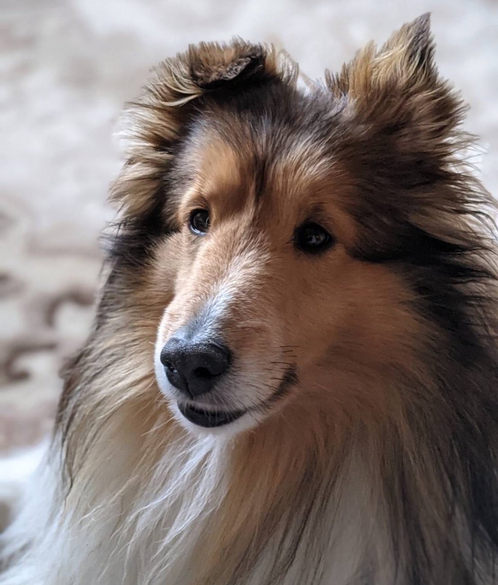 2021年の７月以降、北海道の道東地区、もしくは道内でシェルティの男の子を譲渡されたり、保護をしてくださっている方はおりませんか？
北海道別海で2021年７月迷子にしてしまい、ずっと再会を願い探しております。
#迷子犬　#シェルティ