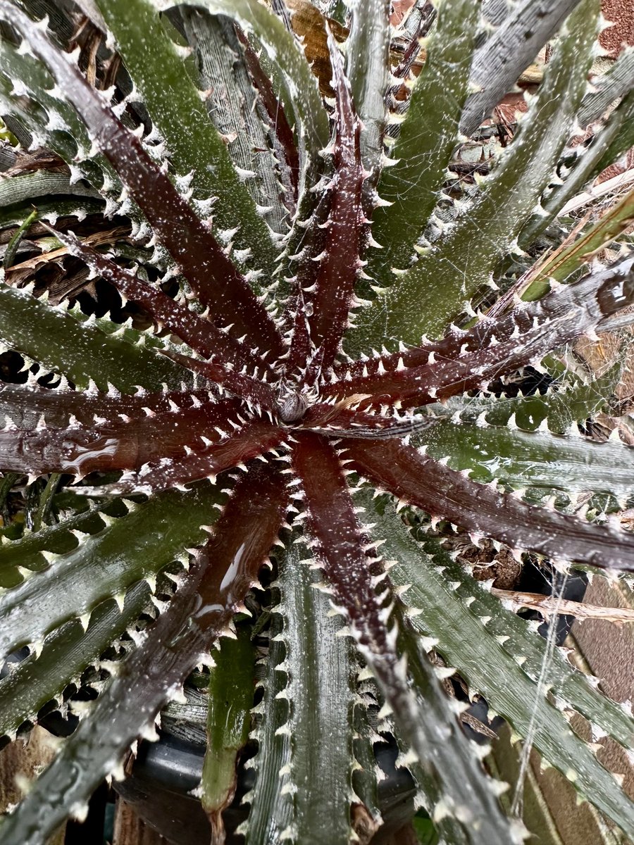 acherontiadex's tweet photo. Dyckia’bright star’ #bromeliads #bromos #hardybromeliads #Houseplanthour https://t.co/kXoQ7NkZVp