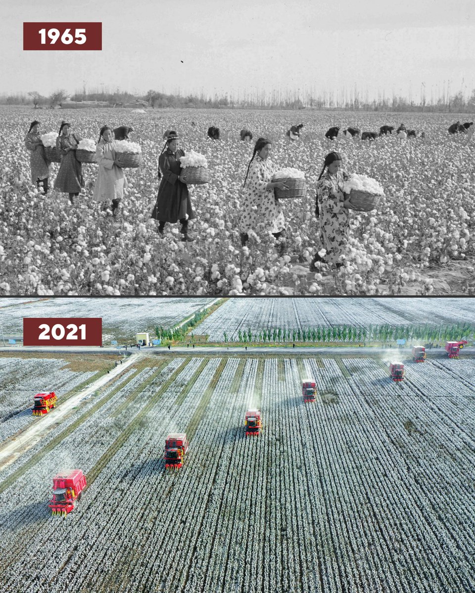 SpokespersonCHN's tweet photo. Traditional ➡️ Intelligent Cotton Industry

Upper pic: Cotton pickers harvesting cotton in Aksu, Xinjiang in 1965

Lower pic: Machines harvesting cotton in Aksu, 2021 https://t.co/WNB53RT7pb