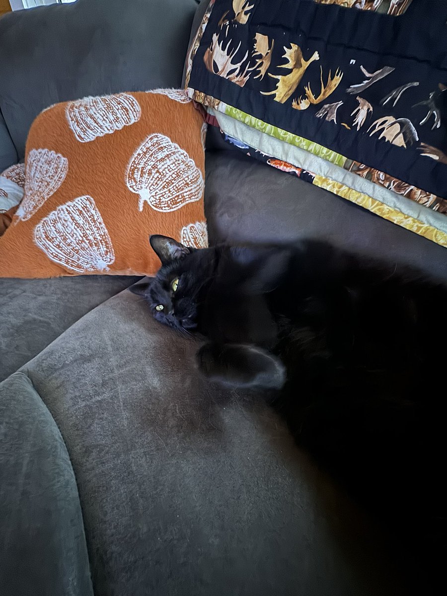 AprilChurchil28's tweet photo. @thehappycat_ Poe! Our Halloween kitty! https://t.co/7OuCS8ZJli
