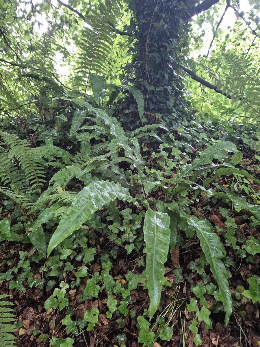 rachelmurphy's tweet photo. A wet and windy walk today... #Marlfield #Tipperary https://t.co/hchnmvRF3K