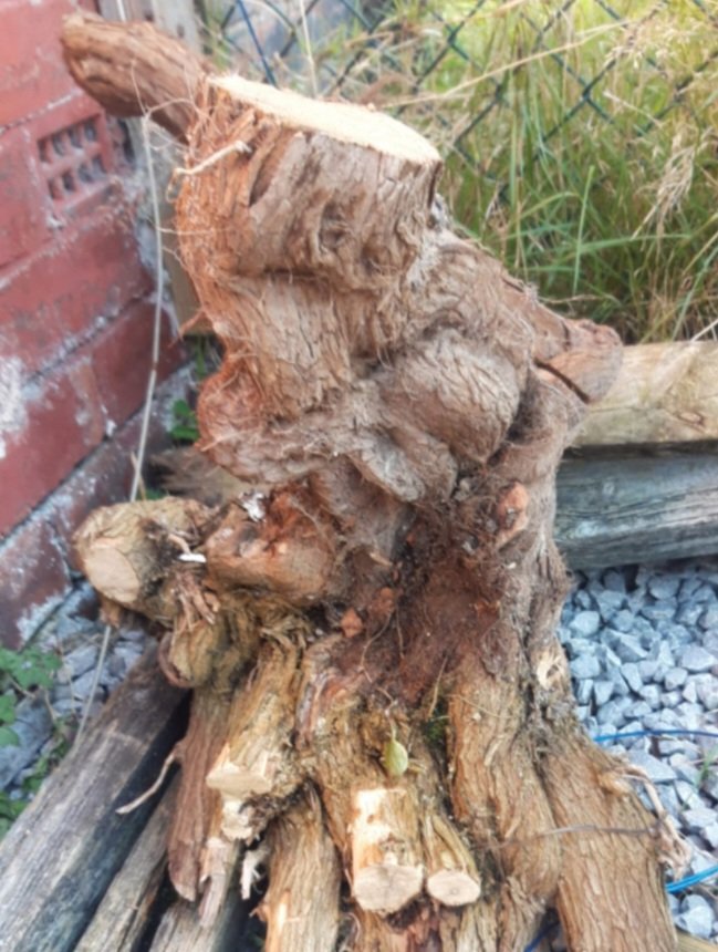 David492111's tweet photo. If People regard Buddleia as not a problem check this beauty I pulled from a brick wall. Had to rebuild 6ft section with wall ties that had been destroyed #gardeningtwitter https://t.co/tNdBfgTJ80