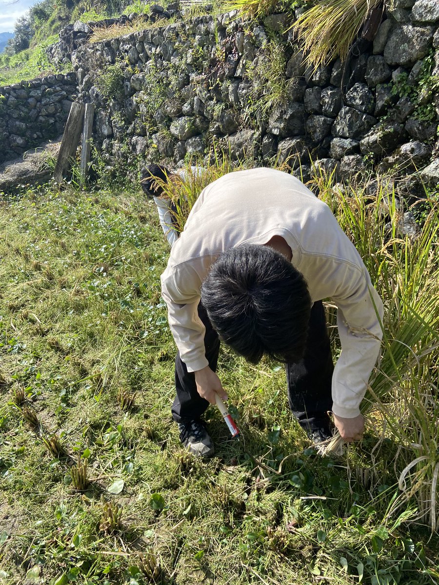 Sunfes_Kochi's tweet photo. Sun-fesです!
日頃からお世話になっている津野町貝ノ川の方々と共に稲刈りをしてきました!
地域の方々に色々教えてもらいながら、無事に作業を終えることができました😊
#sunfes
#高知大学
#高知県立大学
#高知工科大学 https://t.co/luN63qRN25