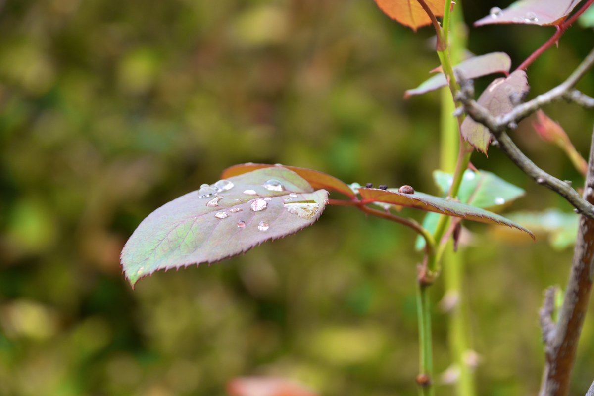nekoppy_py's tweet image. 四つ葉のクローバー？らしきものを見つけたので写真を撮ってみた。
#写真撮ってる人と繫がりたい  
#カメラ好きな人と繋がりたい 
#photoghraphy