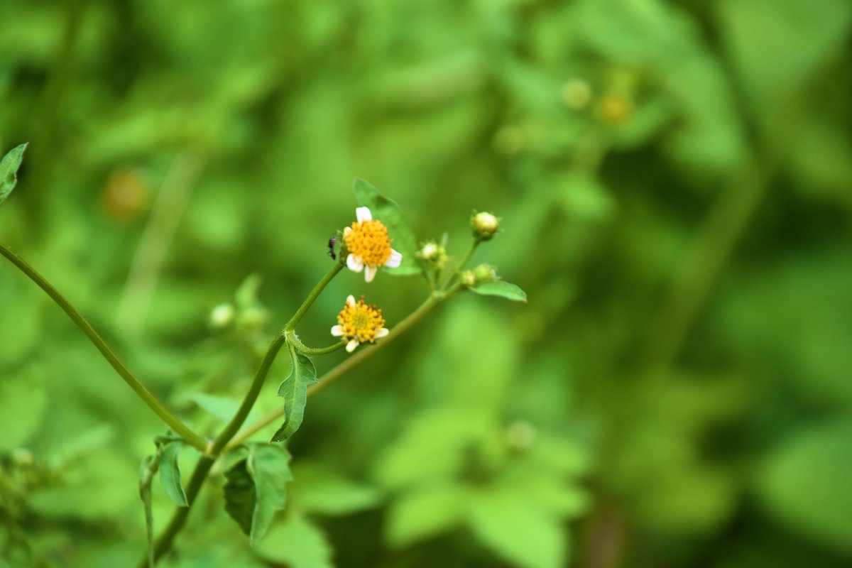 nekoppy_py's tweet image. 四つ葉のクローバー？らしきものを見つけたので写真を撮ってみた。
#写真撮ってる人と繫がりたい  
#カメラ好きな人と繋がりたい 
#photoghraphy