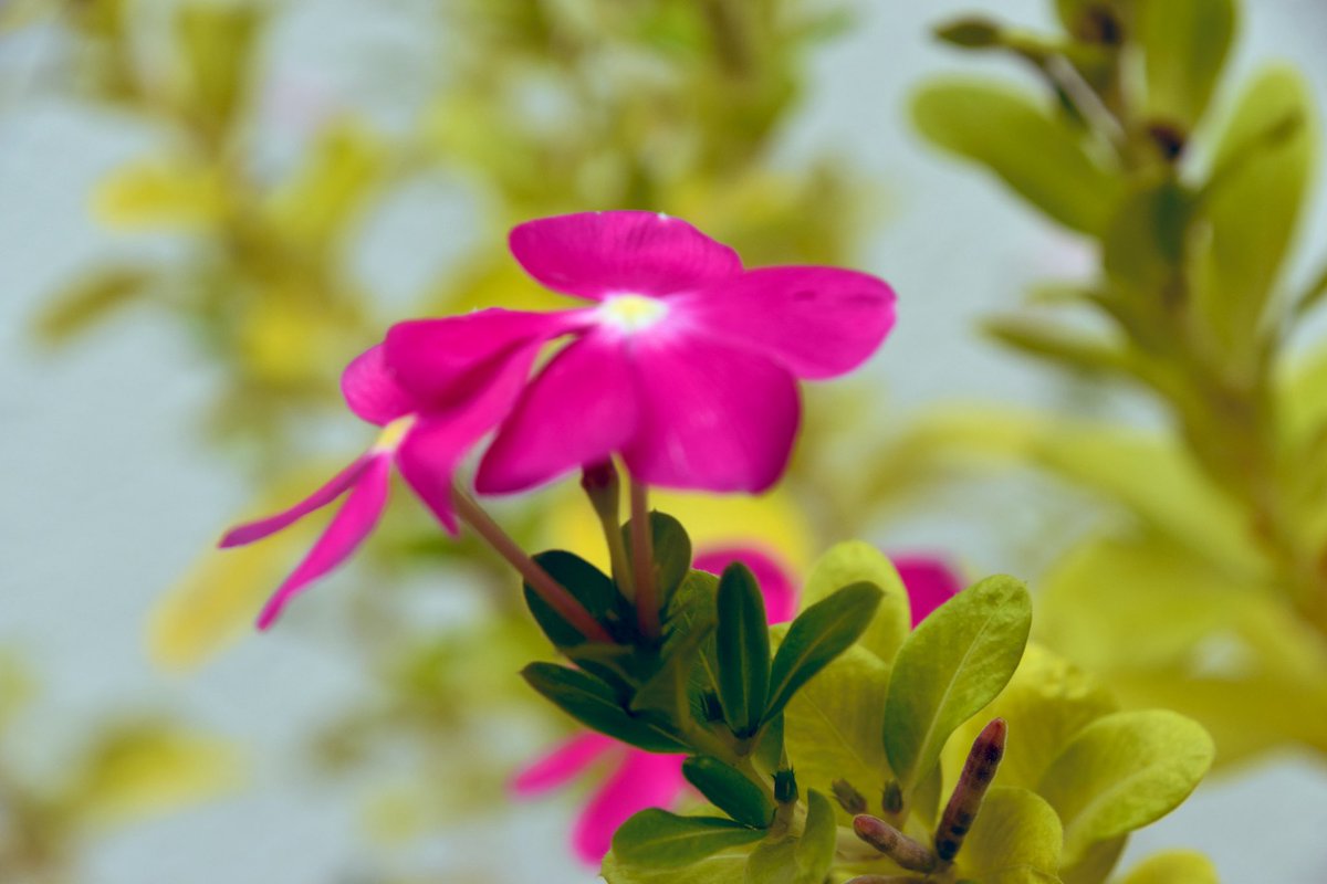 nekoppy_py's tweet image. 四つ葉のクローバー？らしきものを見つけたので写真を撮ってみた。
#写真撮ってる人と繫がりたい  
#カメラ好きな人と繋がりたい 
#photoghraphy