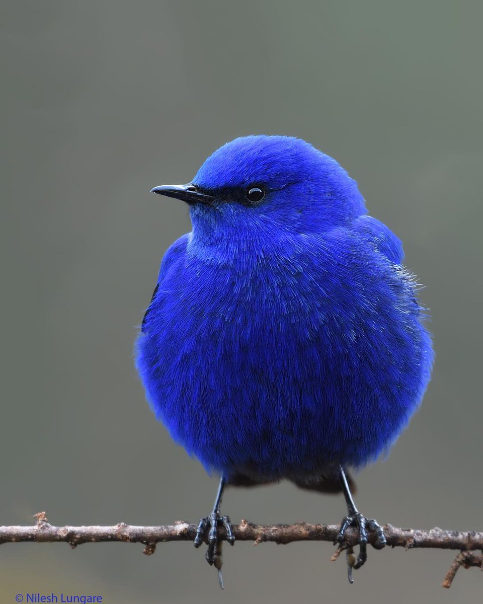 MbarkCherguia's tweet photo. Bleed Blue 💙💙

Grandala Male

📷 Credit: @nileshlungare (Instagram) ©️🇮🇳 

#wildlife #wildlifephotography #india #nature #beauty #photograghy #birds #bird https://t.co/FpRbzhKhqy