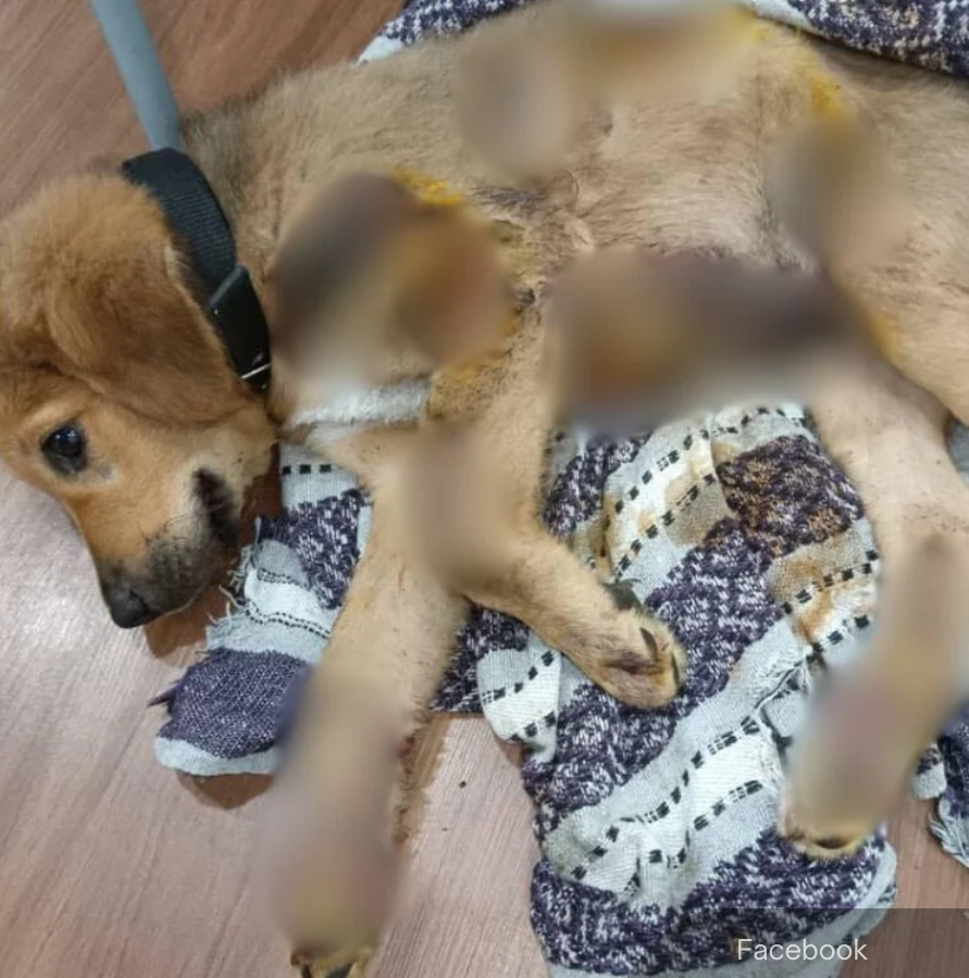 NewsBFM's tweet photo. PDRM confirmed an incident where a man was filmed driving with a dog tied to the rear of his car in Penang.

According to Seberang Prai Tengah police, the driver claimed he was unaware until a motorist alerted him at a traffic light on Jalan Kulim around 8 p.m. yesterday.

🧵1 https://t.co/wh8F0N0i3U