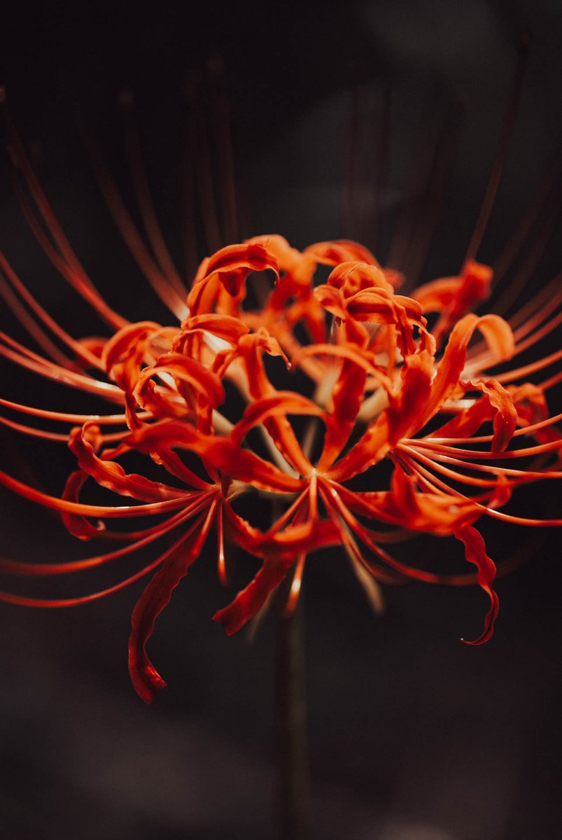 t_informations's tweet image. #sonya7iii  #sigma105macro

#clusteramaryllis
#彼岸花 #花 #日本の風景
#これソニーで撮りました
#ダレカニミセタイケシキ
#love_bestjapan
#lovers_nippon
#bestjapanpics
#art_of_japan_
#写真好きな人と繋がりたい
#カメラ好きな人と繋がりたい
#ファインダー越しの私の世界