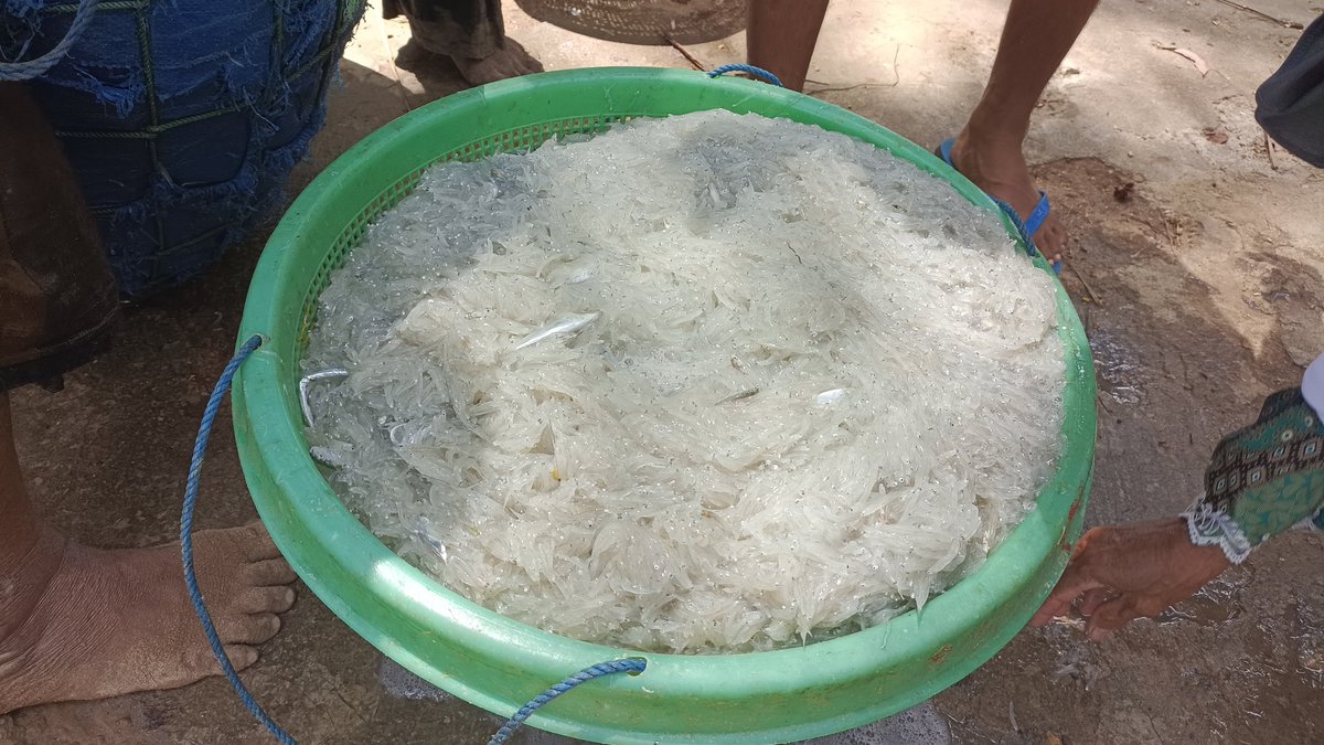 herufish92's tweet photo. Minggu, 29/09/24. Heru Agus Setiawan PPB. Kab. Sumenep. Pendaratan Hasil Tangkapan ikan KUB. Gelaman Biru
Teri Nasi 200kg hrg Rp. 21rb/kg Ds. Padang2ngan, Kec. Pasong2ngan

#GiatLuhkanSatminkalBWI
#luhlapor 
@kkpgoid 
@bppsdm_kp 
@bppsdm_puslatkp
@bppsdm_bp3bwi 
@muchlisin_moch https://t.co/0QaZRuaRFV