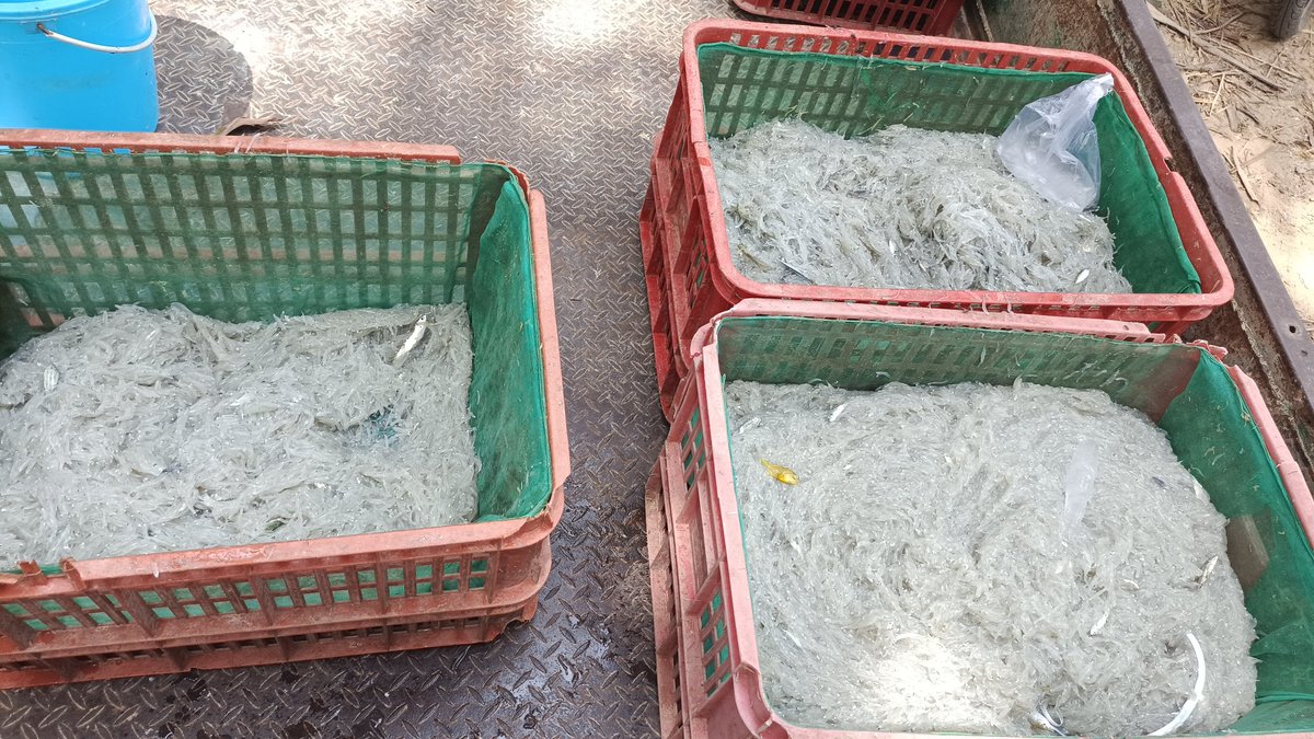 herufish92's tweet photo. Minggu, 29/09/24. Heru Agus Setiawan PPB. Kab. Sumenep. Pendaratan Hasil Tangkapan ikan KUB. Gelaman Biru
Teri Nasi 200kg hrg Rp. 21rb/kg Ds. Padang2ngan, Kec. Pasong2ngan

#GiatLuhkanSatminkalBWI
#luhlapor 
@kkpgoid 
@bppsdm_kp 
@bppsdm_puslatkp
@bppsdm_bp3bwi 
@muchlisin_moch https://t.co/0QaZRuaRFV