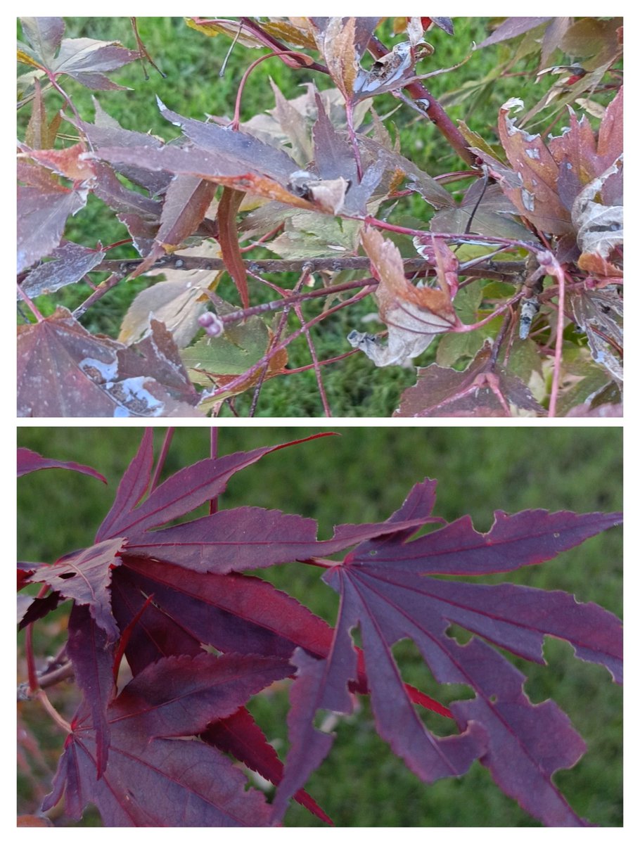 lauraoldmiss's tweet photo. Giardinieri del Tuider AIUTO! Il mio poro Acero Rosso sta soffrendo e dopo il caldo ha fatto delle foglie belle nuove ma non so chi le sta mangiando! Ho paura di perderlo!!!
#Aiutatemi https://t.co/dcc5odyWZZ