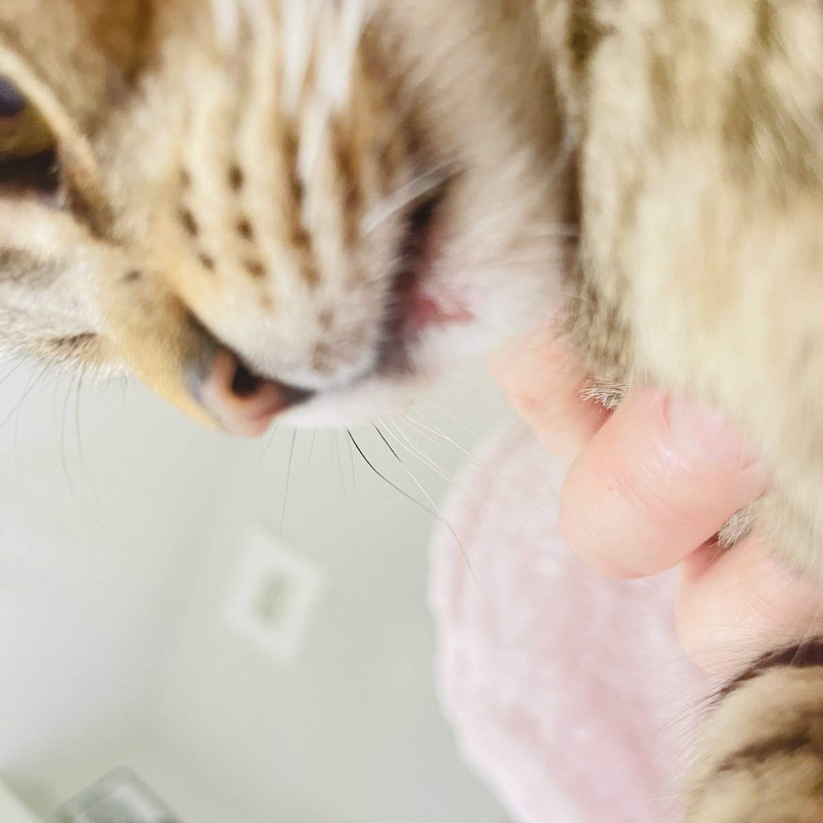 NinnyCat's tweet photo. Hey pals ! Have a chilled rain 🌧️ #Sunday.
I may have zoomed too fast this morning and have bashed just under my bottom lip. Mum has locked the catflap 😾😿 She doesn't want SAS Oscar lick or dirty paw getting to it whilst it's sore. #SnoozeSunday #Catting #Tabby https://t.co/lf9Pwj6DwV