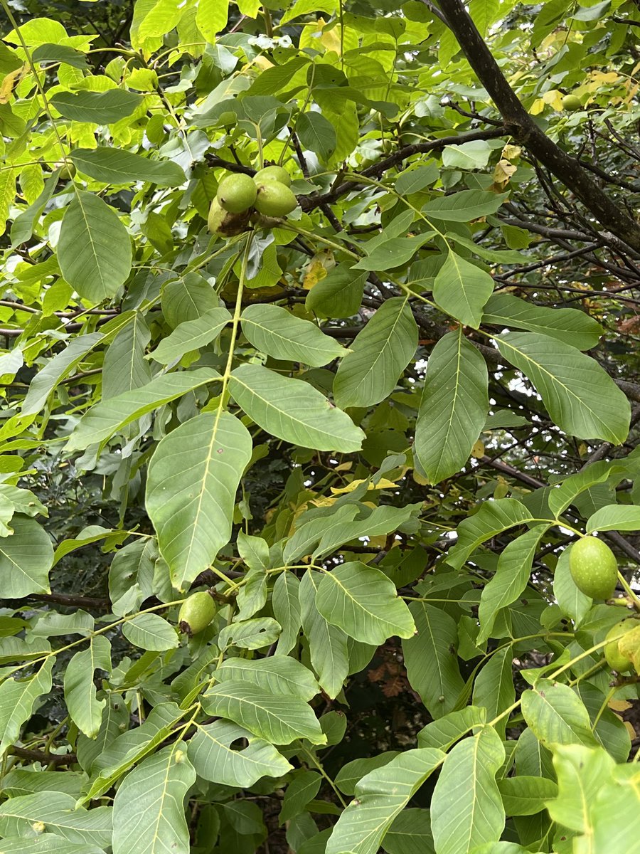 Dr Tim Meek tweet media