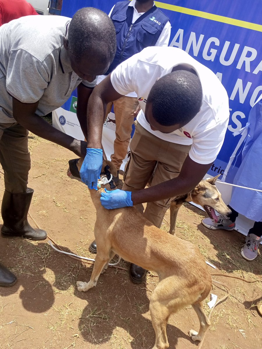 Rabies is deadly but preventable 
Yesterday I joined <a href="/FAORwanda/">FAO in Rwanda</a> <a href="/RBCRwanda/">Rwanda Biomedical Centre</a> <a href="/RwandaAgriBoard/">Rwanda Agriculture & Animal Resources Devpt Board</a> <a href="/RwandaVets1/">Rwanda Council of Veterinary Doctors</a> @VSFint  <a href="/VetRwanda/">VET CONNECT - RWANDA</a> and <a href="/GatsiboDistrict/">Gatsibo District</a> population to mark #WorldRabiesDay2024
Activities done are: dogs vaccination, castration and awareness on rabies prevention
#OneHealth