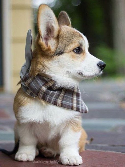 Animal_fanlover's tweet photo. https://t.co/s5j1B2Aq5D
