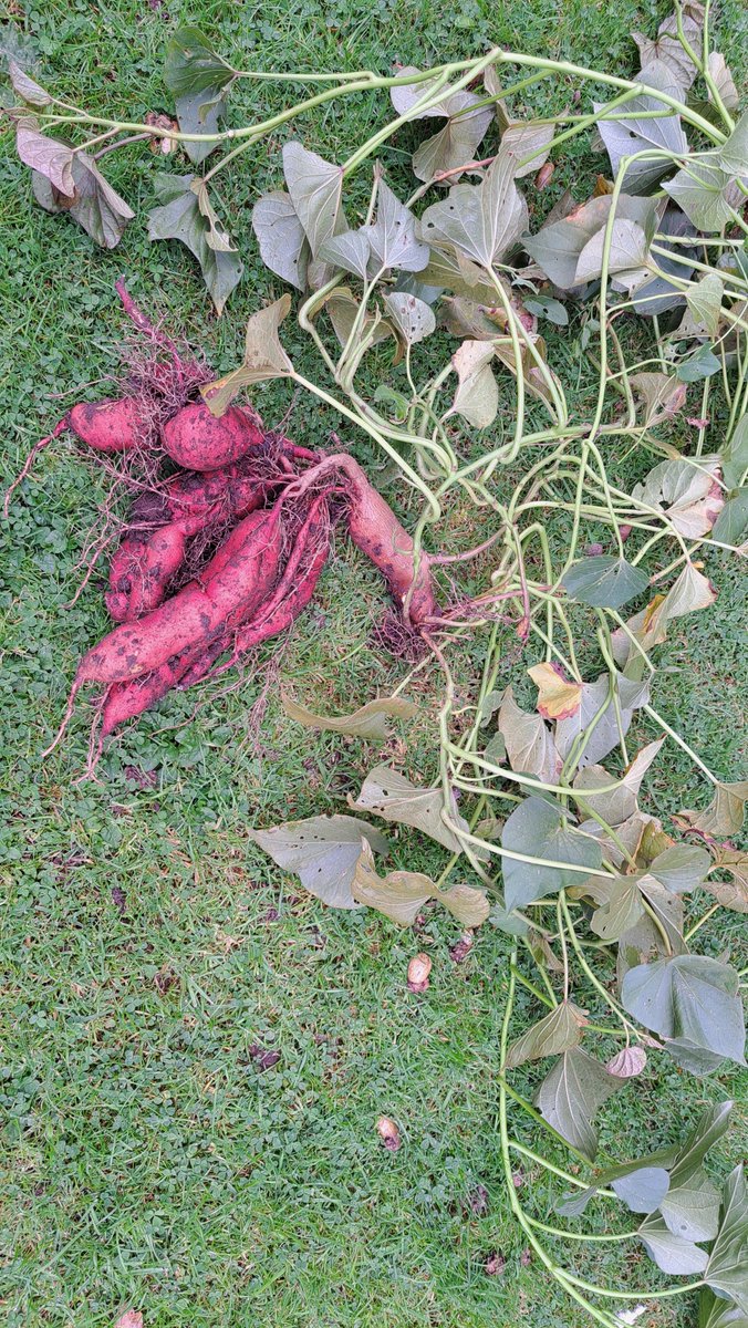 Sweet potato harvest looks promising in the deep south