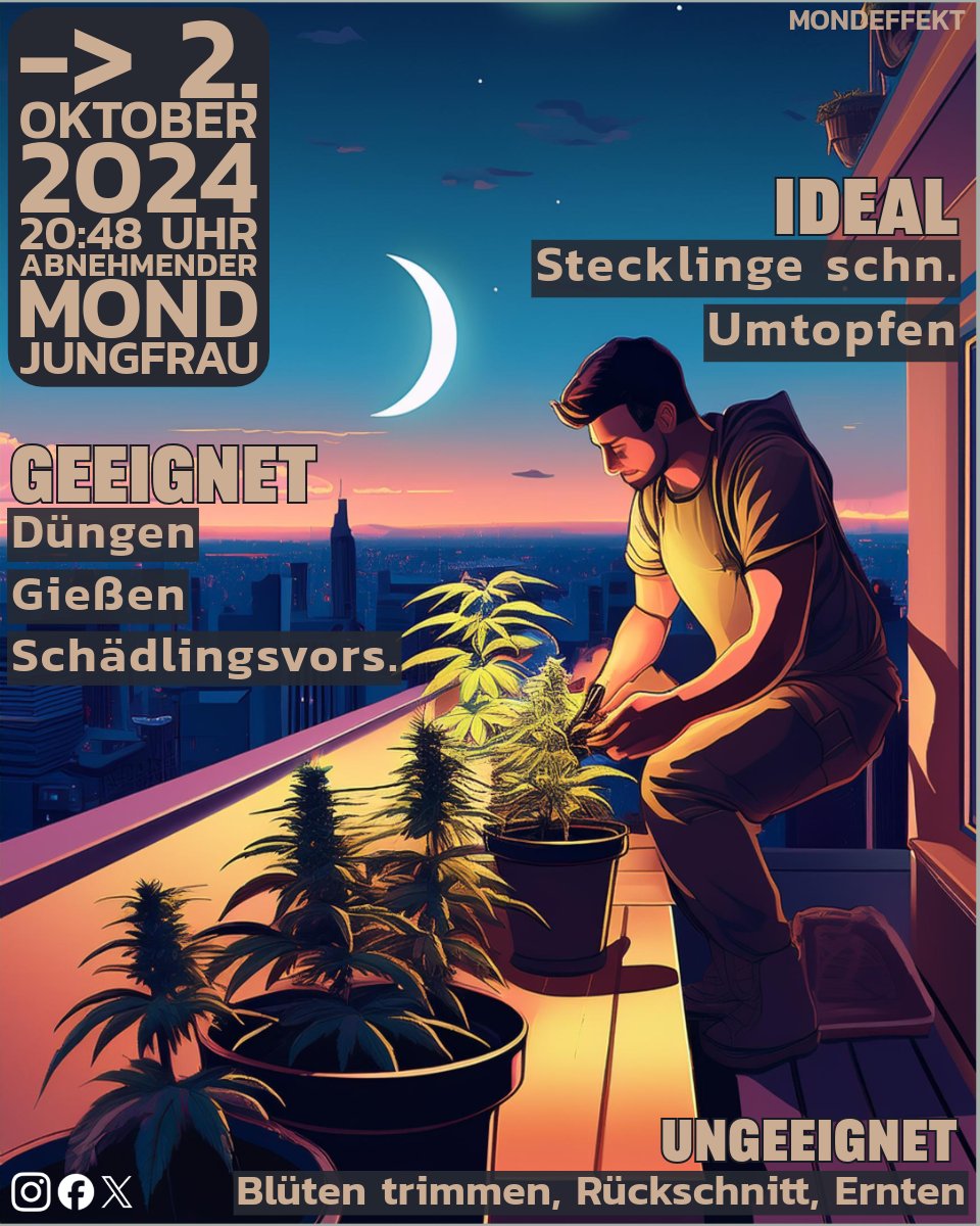mondeffekt's tweet photo. 29. Sep. 11:57 -> 2. Oktober 2024 20:48 Uhr Abnehmender #Mond #Jungfrau Geeignete Tätigkeiten: Umtopfen und Stecklinge schneiden
#todo
#Mondkalender
#Kalender
#Eigenanbau
#heute
#jetzt
#Vorschau
#brokkoli
#Umtopfen
#Oktober
#faktisch
#düngen
#gießen
#garten
#indoor
#growyourown https://t.co/11DXWnO5aP