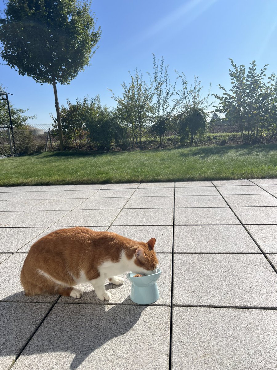 通い猫さんのニュー子さん。
(農家で飼われてる風の従業員)
3ヶ月ぶりに来てくれたから嬉しくて、特別にウェットのご飯を差し上げました。
撫でたら、「ヴヴヴゥー💨💢」って言われた。出会って2年目だけどまだ距離は縮まってませんw