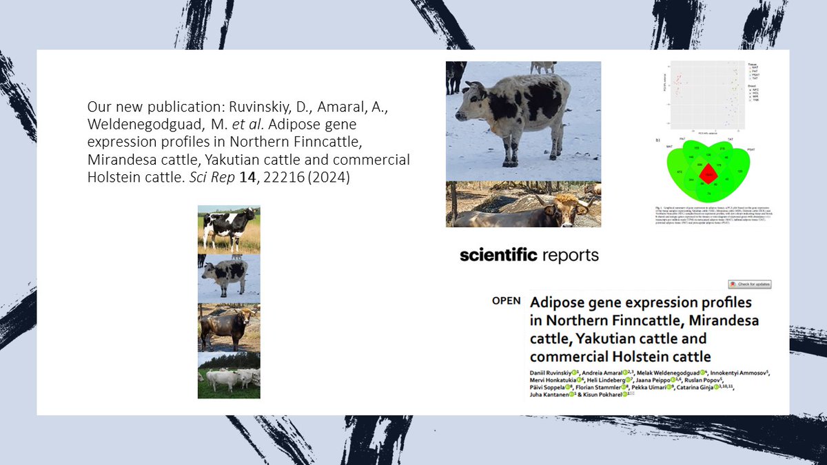 JuhaKantanen's tweet photo. Our new article published: Adipose gene expression profiles in Northern Finncattle, Mirandesa cattle, Yakutian cattle and commercial Holstein cattle | Scientific Reports. @LukeFinland @Arctic_Centre @kisunpokharel @Melak_B @mehonkatukia @catarina_ginja https://t.co/YkskC04ssO