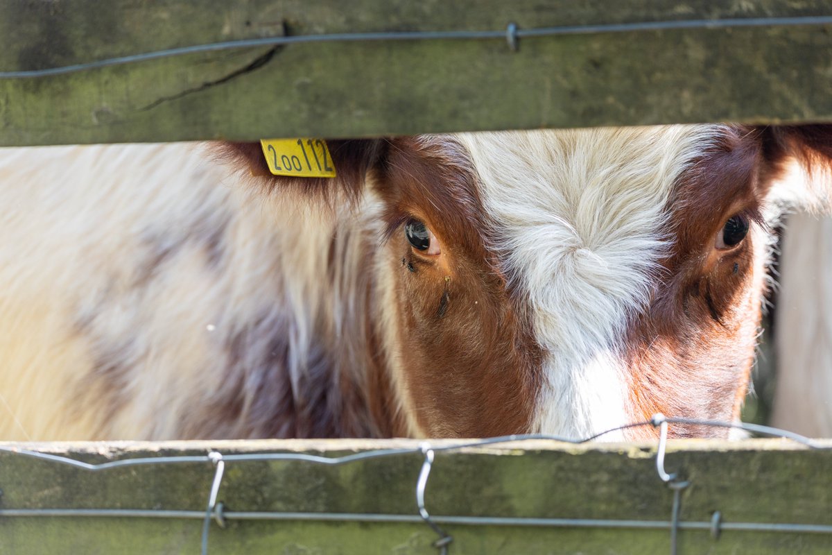 Canon R6 paired with the Sigma 150-600
© Jeff Philippi

#canonr6 #sigma150600