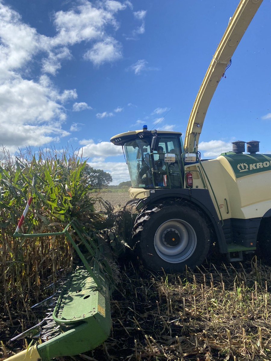 デントコーン祭りじゃー！