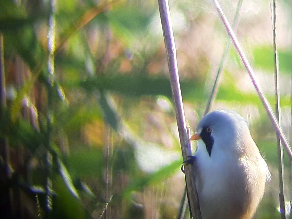 Wederom mooie ochtend #vogelskijken in <a href="/parklingezegen/">Park Lingezegen</a> #waterrijk_west. De #gestreepte_strandloper was nog steeds aanwezig al speelde hij even verstoppertje  met de #watersnippen 😉 Ook veel prachtige pingende #baardmannetjes <a href="/vogelnieuws/">Vogelbescherming NL</a> <a href="/vogeltrekinfo/">Vogeltrekinfo</a>