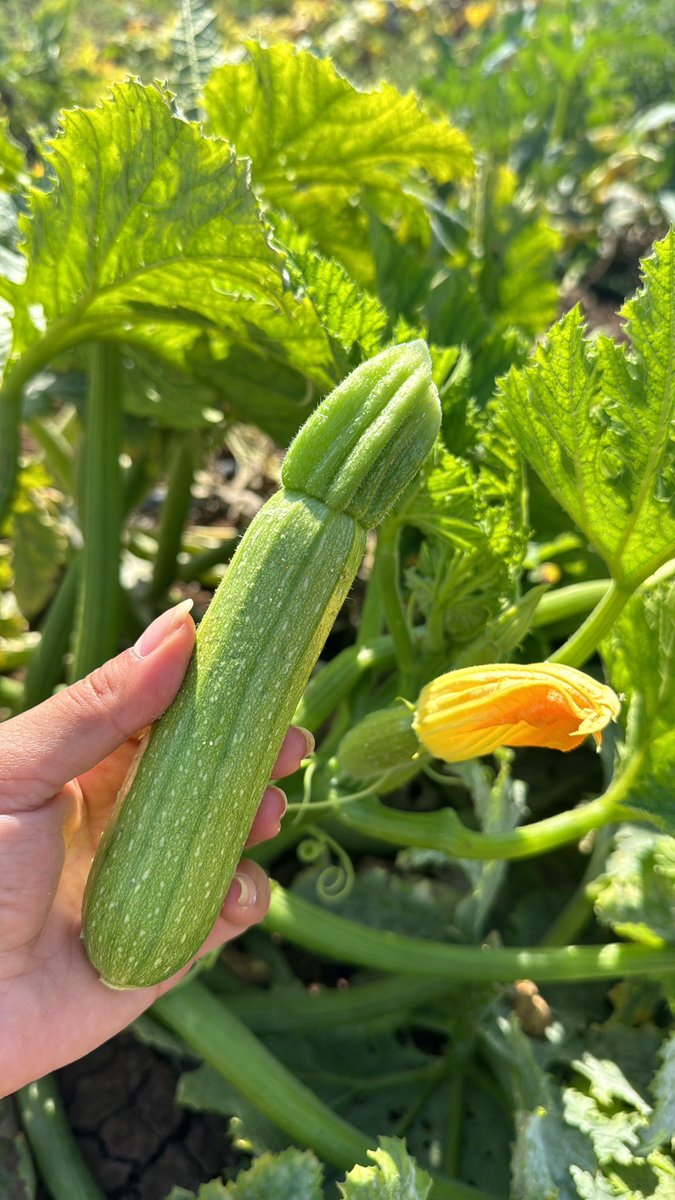 Bu yıl tüm dersleri çıkardım.
6 çeşit ürün ektim 6’sı da boş…

Emek boş…