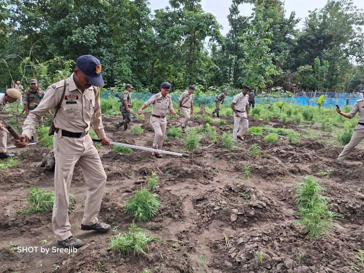 SPKhowai's tweet photo. SDPO Teliamura,OC Kalyanpur PS with other officers, TSR conducted a raid inside the jungle of Gulap Thakur Para under Kalyanpur PS and destroyed approx 2400 nos ganja plantation in four plots covering 03 acre areas.
@tripura_cmo
@Tripura_Police 
@dmkhowai https://t.co/k0VNyablFd
