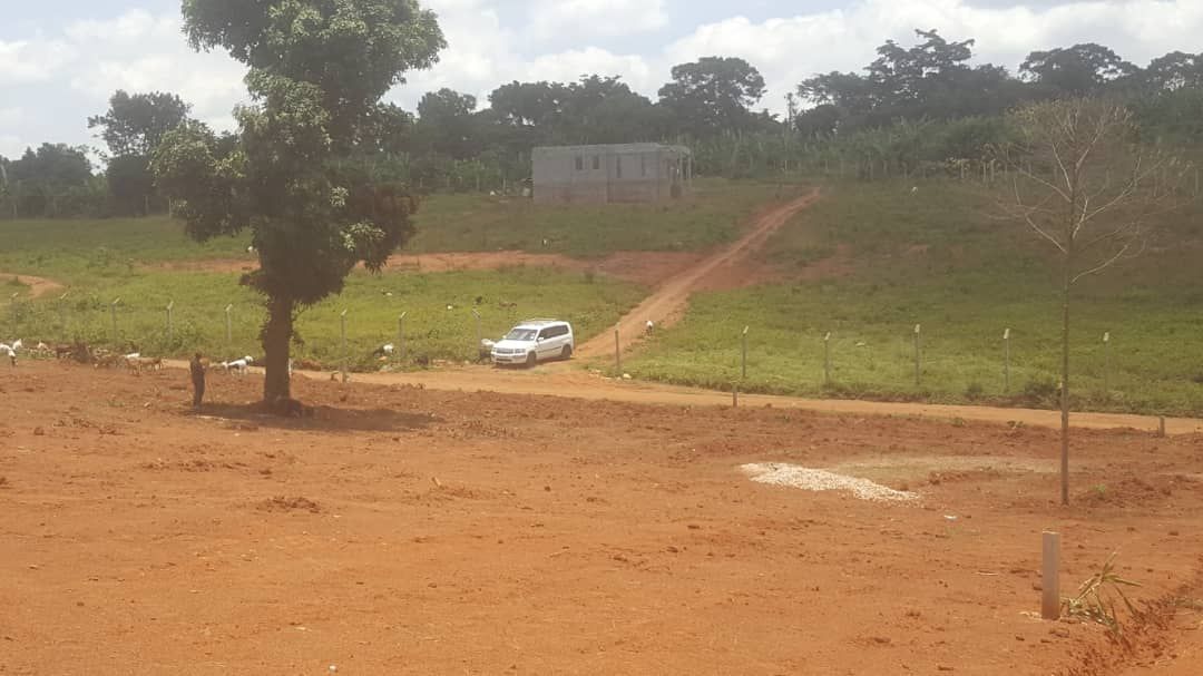 RealEstateUG1's tweet photo. 50x100 plots in Busiika wabikokooma selling at 23million. 1 kilometre from the main road.
Ready titles 
Call or WhatsApp: 0742914650 https://t.co/NXvszveVG9