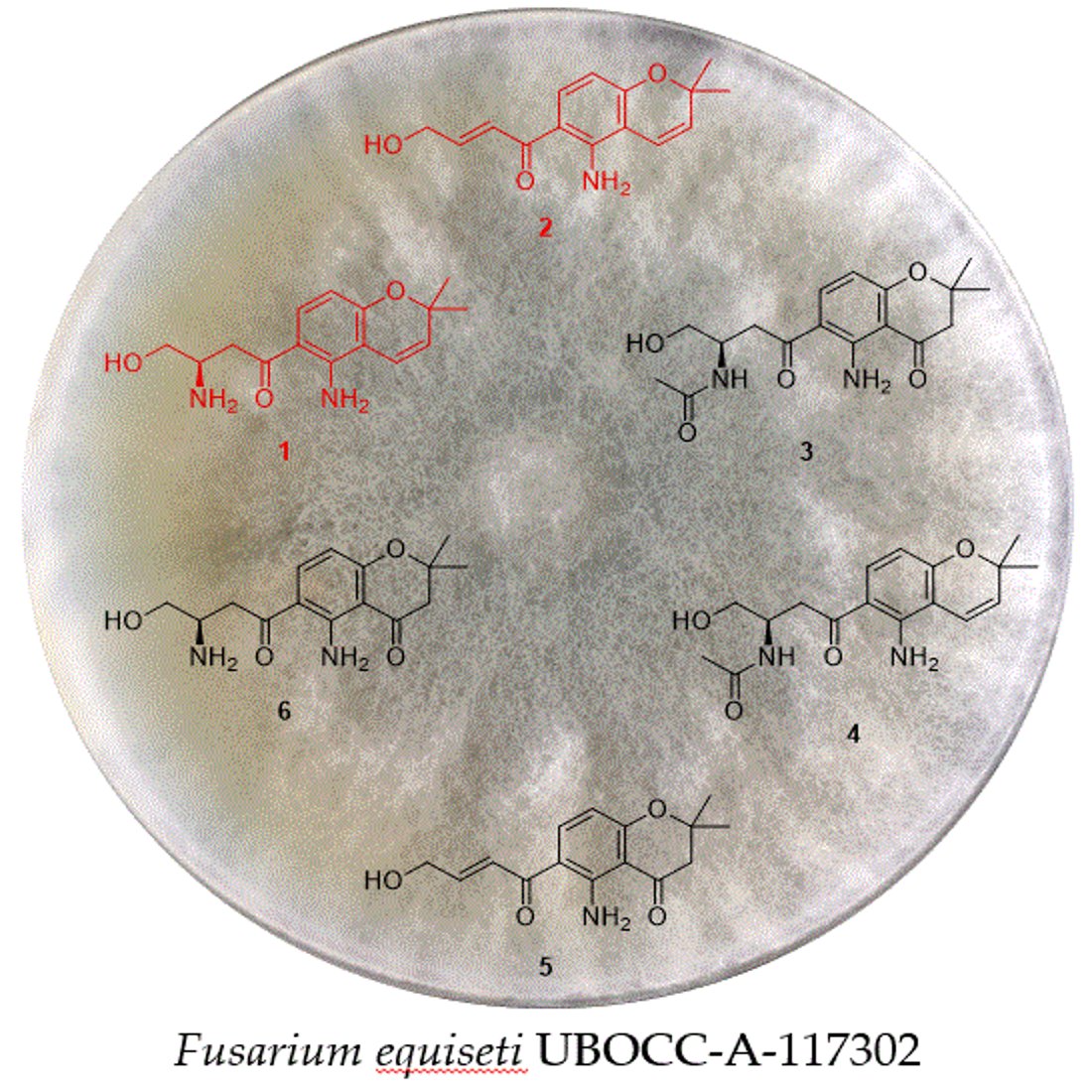 M. Mehiri Research Group (Marine Natural Products) (@mehiri_group) on Twitter photo Happy to share our new publication by Pham <a href="/mehiri_group/">M. Mehiri Research Group (Marine Natural Products)</a> <a href="/NiceChemistry/">Institut Chimie Nice</a> <a href="/MSCActions/">Marie SkĆodowska-Curie Actions</a>, in collaboration notably with <a href="/bach_stephane/">StĂ©phane BACH</a> and <a href="/lauboye/">Laurent Boyer</a>, dedicated to new Fusarochromanone Derivatives from the Marine Fungus Fusarium equiseti UBOCC-A-117302. mdpi.com/2975904 Happy to share our new publication by Pham <a href="/mehiri_group/">M. Mehiri Research Group (Marine Natural Products)</a> <a href="/NiceChemistry/">Institut Chimie Nice</a> <a href="/MSCActions/">Marie SkĆodowska-Curie Actions</a>, in collaboration notably with <a href="/bach_stephane/">StĂ©phane BACH</a> and <a href="/lauboye/">Laurent Boyer</a>, dedicated to new Fusarochromanone Derivatives from the Marine Fungus Fusarium equiseti UBOCC-A-117302. mdpi.com/2975904