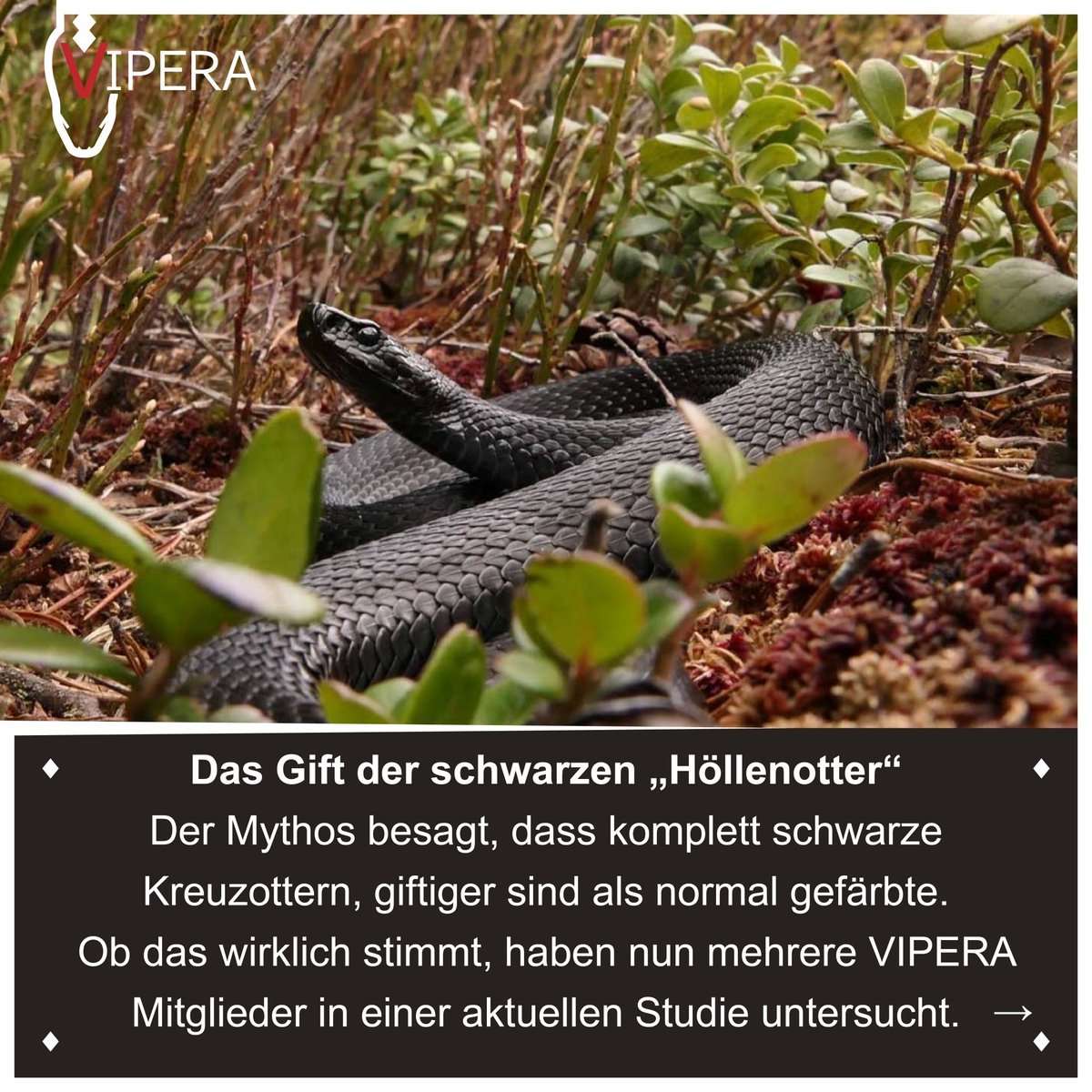 VIPERA e.V. tweet media