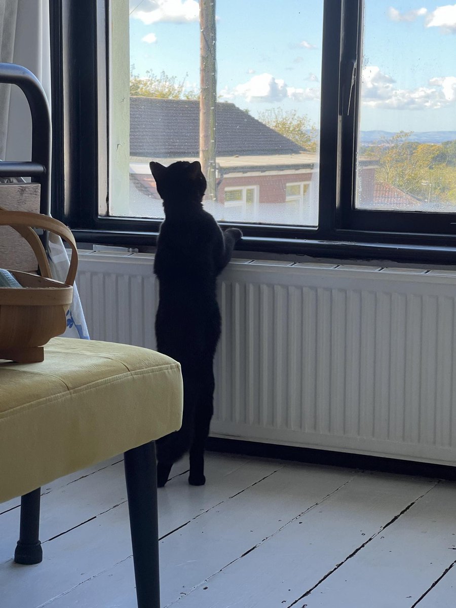 BaconBoy1989's tweet photo. Meet the newest edition to the Bacon Household - #BasilBacon. Thank you to #KikosCatCafe in #Rye and the #PawSocietyUK for introducing us. https://t.co/WV1AfzAX7C