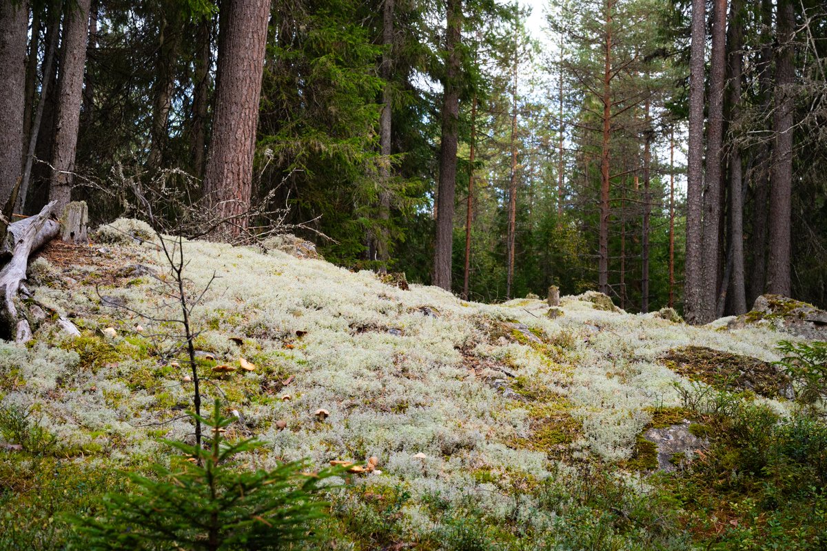 Sneaky Media Group tweet media