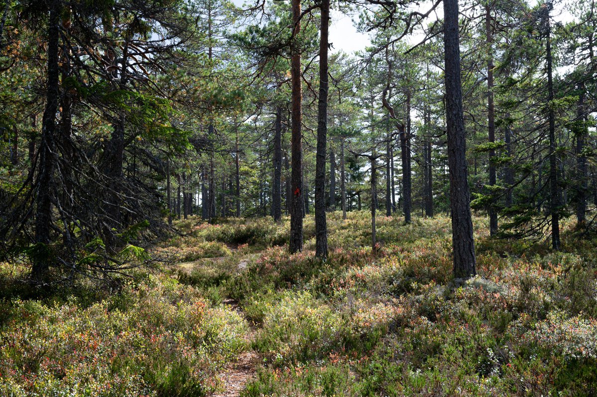 Sneaky Media Group tweet media