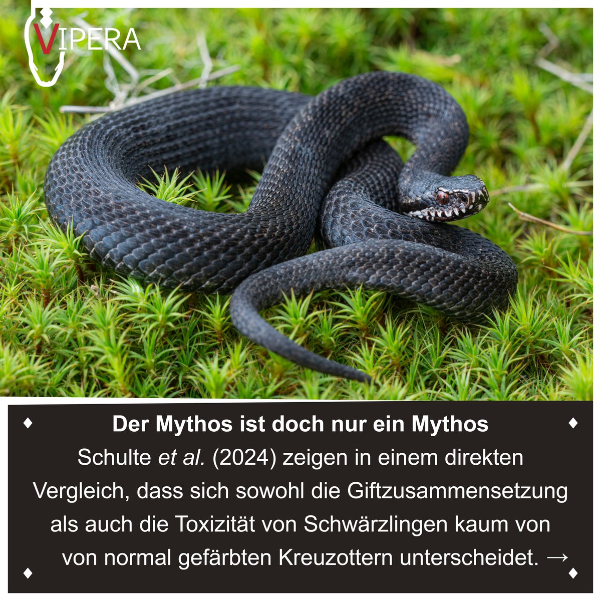 VIPERA e.V. tweet media