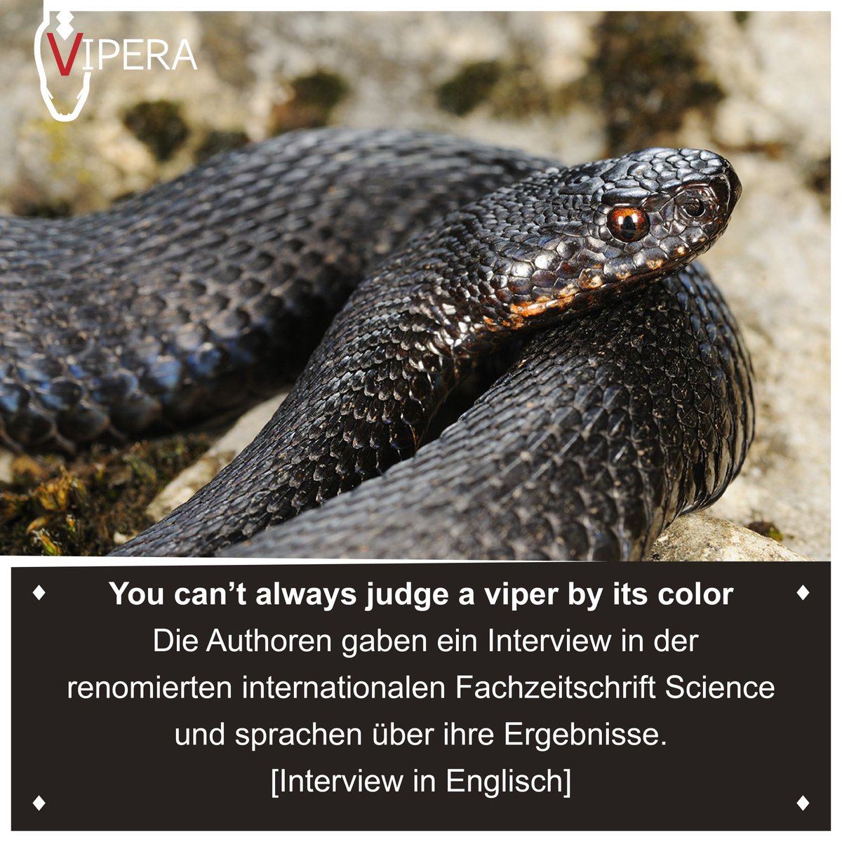 VIPERA e.V. tweet media