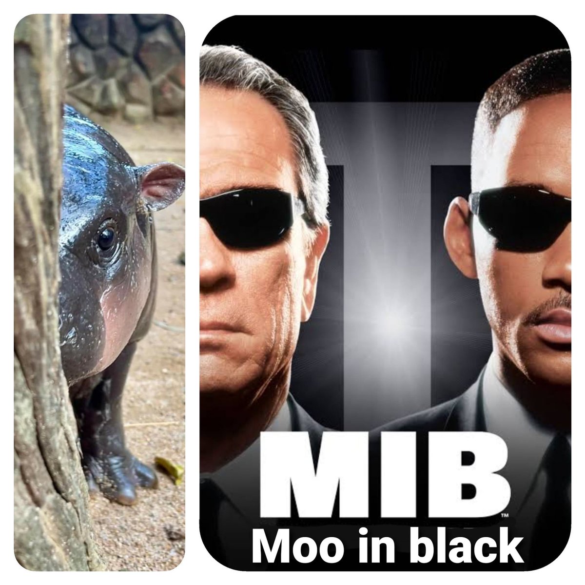 birdofpalit's tweet photo. Moo in black.
#Moodeng
#หมูเด้งจะเด้งกี่โมง https://t.co/IG3c8gXxql