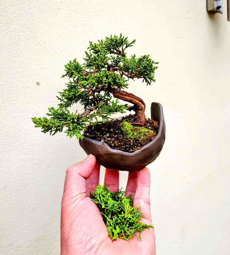 Swishrelic's tweet photo. Little Autumn trim for this juniper, it's grown a lot this year! #Bonsai https://t.co/YXWiEXvE8H
