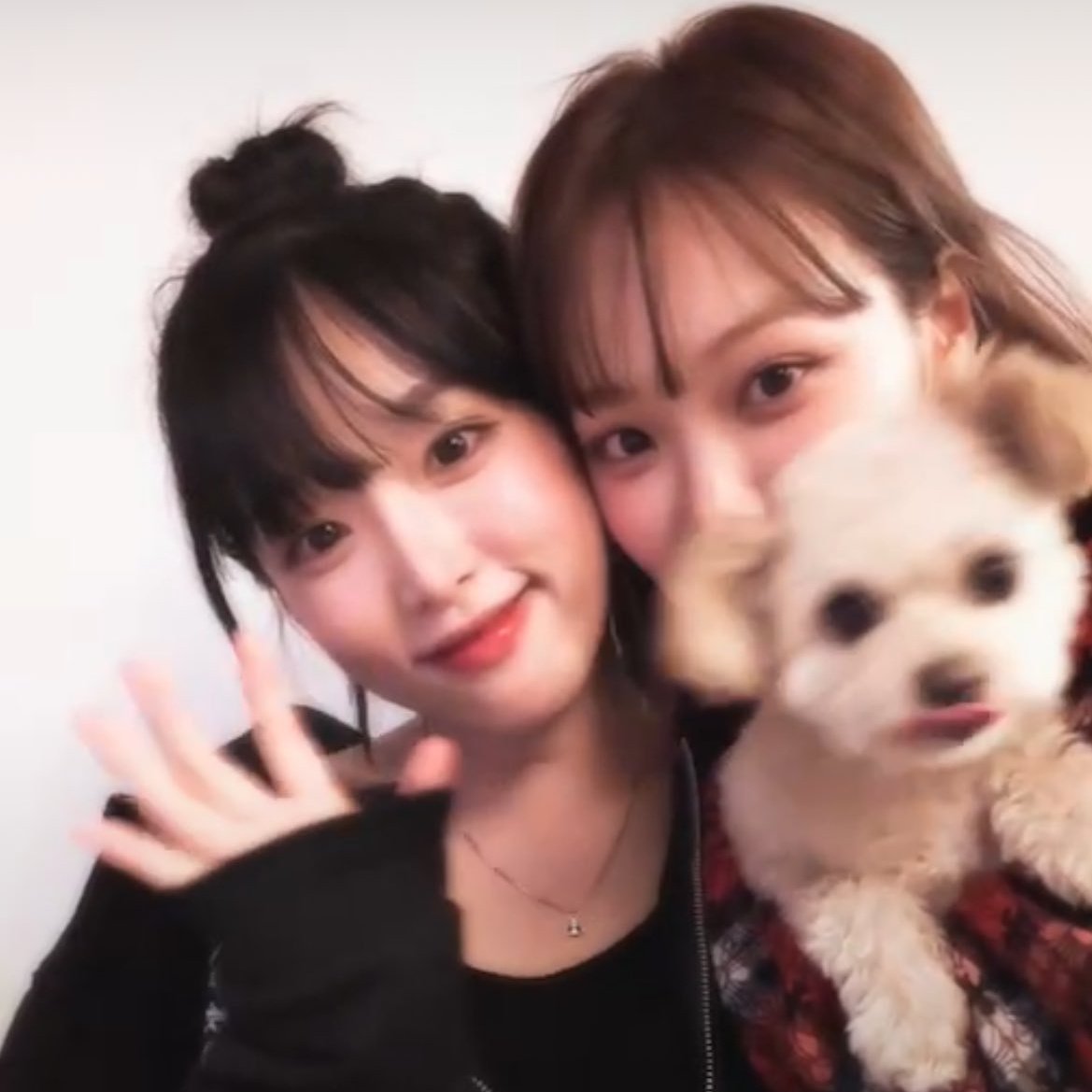 채채 tweet media