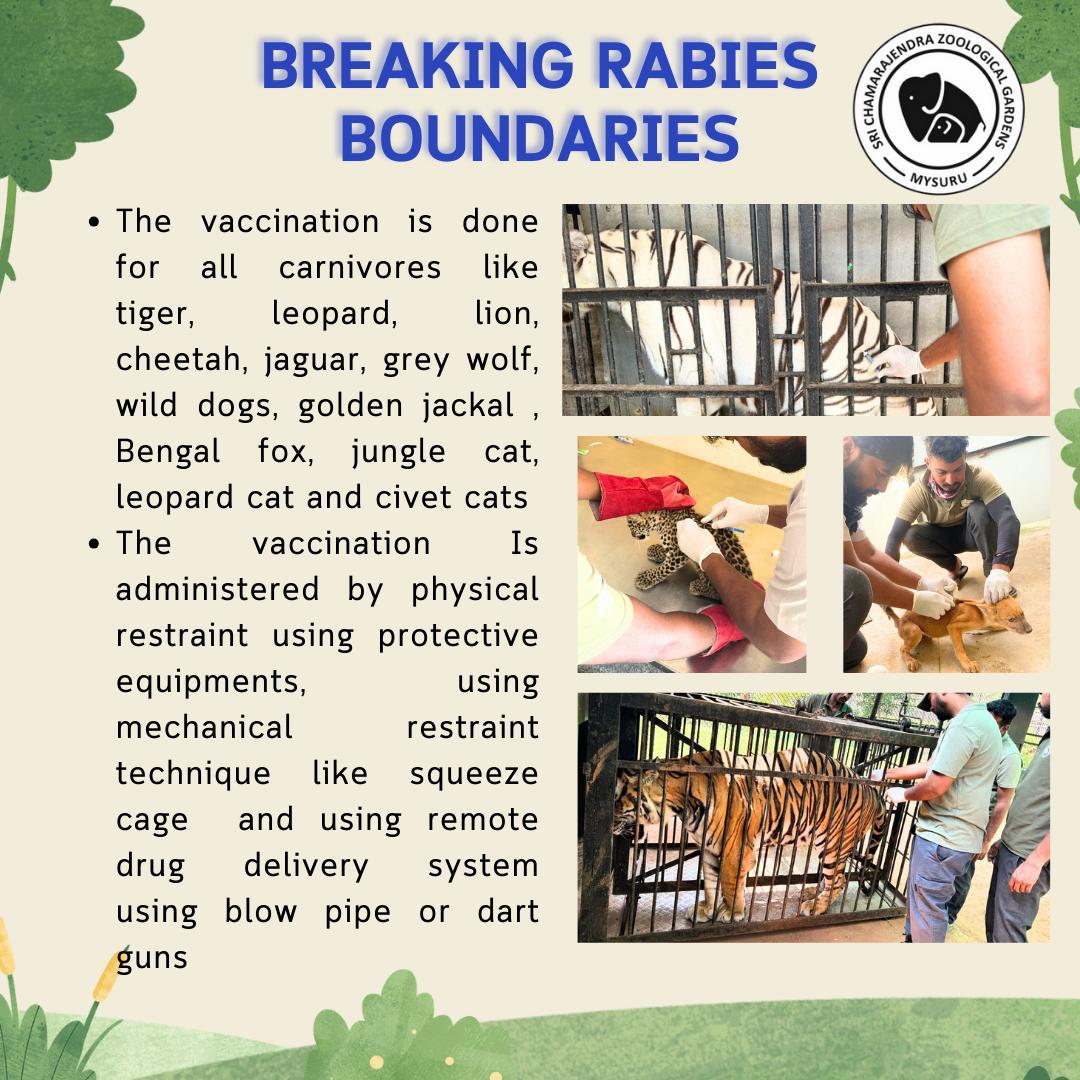 Mysuru Zoo (@mysore_zoo) on Twitter photo “Protecting wildlife, one vaccination at a time! On this #WorldRabiesDay, we’re proud to announce that all our animals have been vaccinated, ensuring a safer future for them and everyone who visits.Together, we’re helping to eradicate rabies and keep our zoo a safe space for all. “Protecting wildlife, one vaccination at a time! On this #WorldRabiesDay, we’re proud to announce that all our animals have been vaccinated, ensuring a safer future for them and everyone who visits.Together, we’re helping to eradicate rabies and keep our zoo a safe space for all.