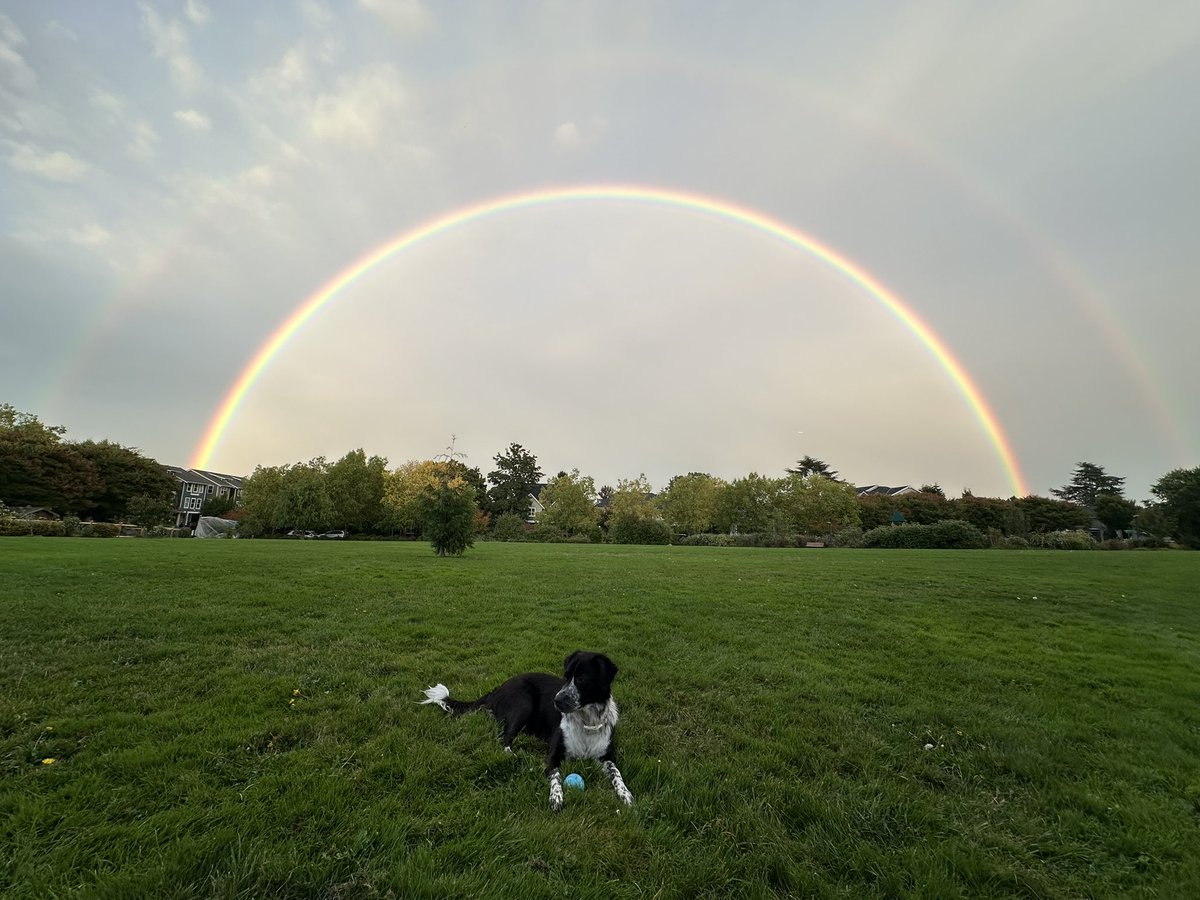 Golden Crystal tweet media