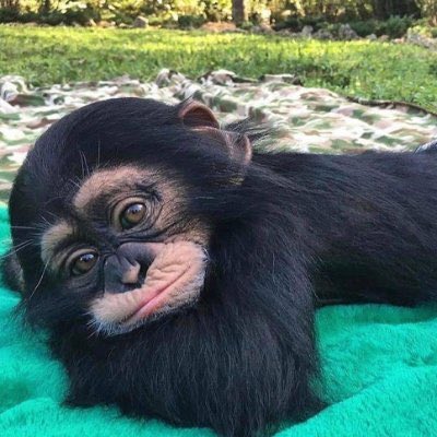 LimbaniCTO's tweet photo. Mood when all I want to do is kiII myself because nobody is buying my coin and I can’t run a CTO.. lol. #limbani https://t.co/wQcCSD7PBu