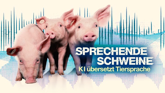 "Sie wissen warum wir Sie anhalten?"