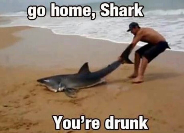 ⁦<a href="/BruceShark5/">Bruce Shark</a>⁩