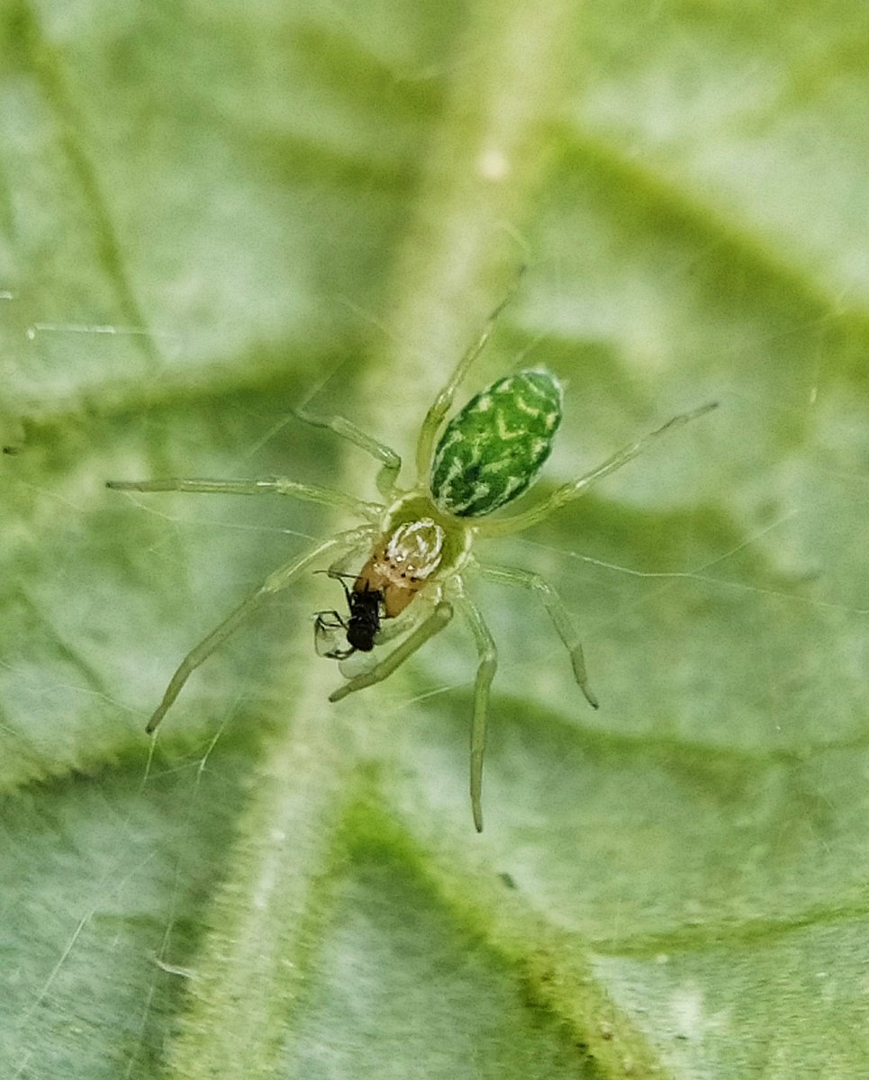 Ivysuckle💚(the garden reef)🍃 tweet media