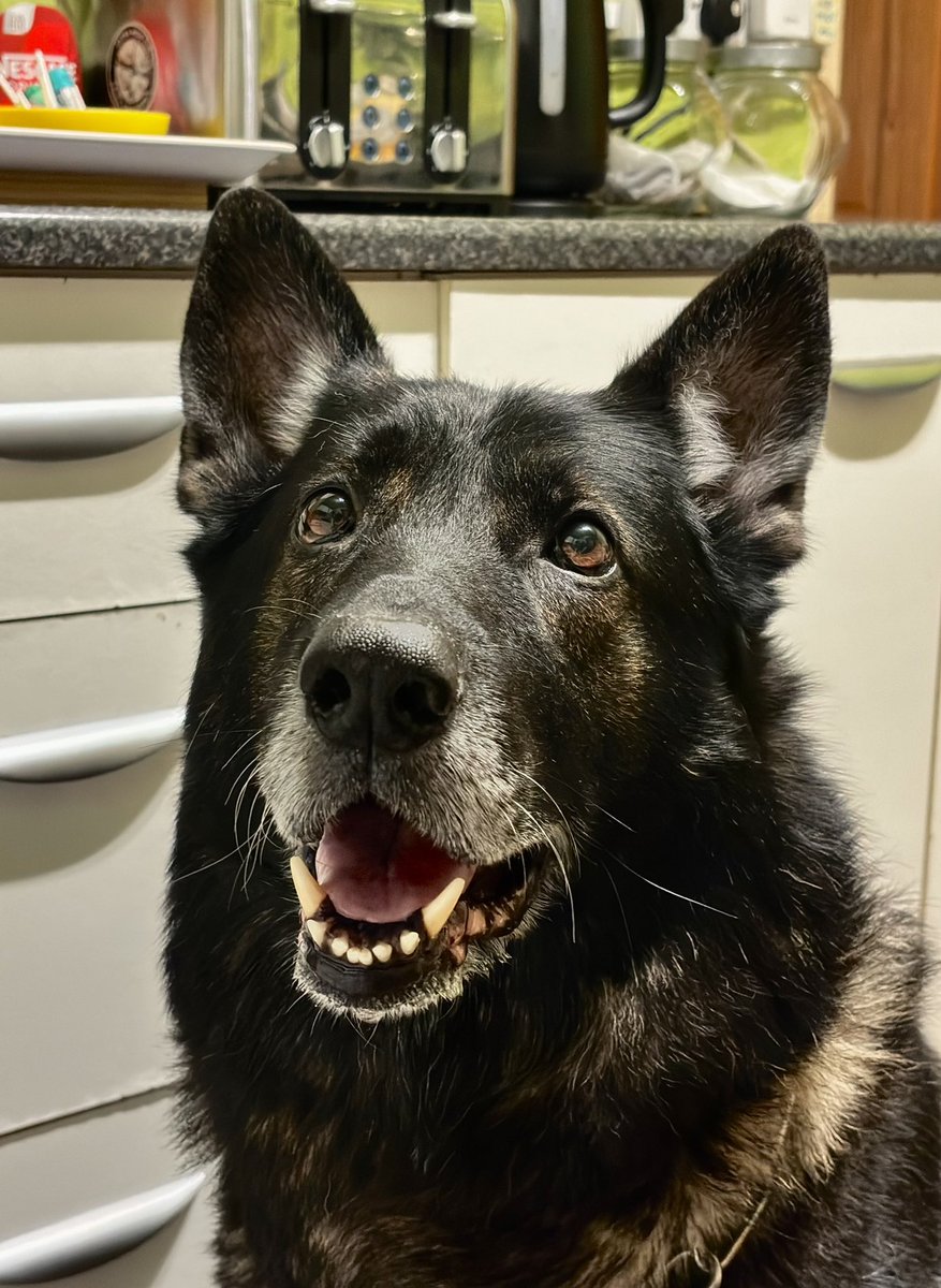 ✦ 𝕮𝖆𝖎𝖙 tweet media