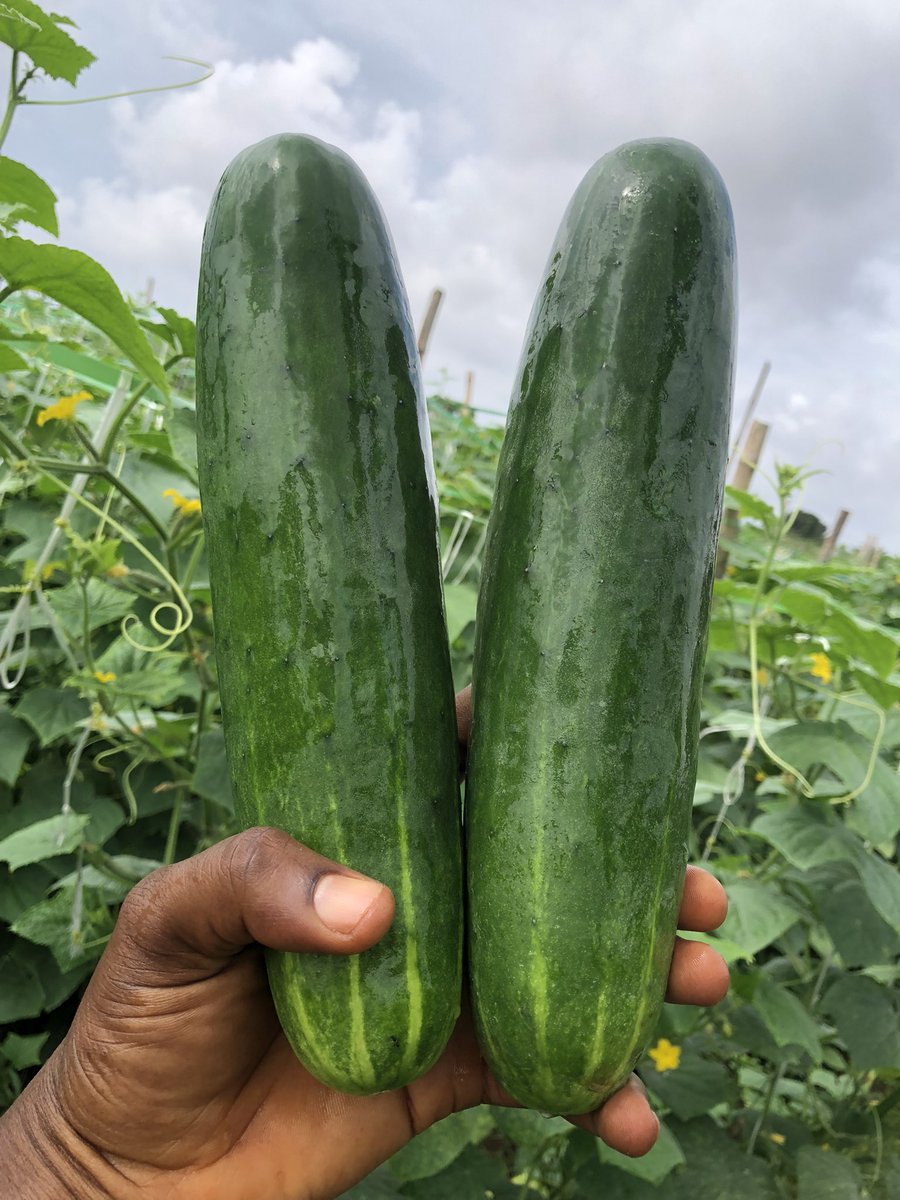 MOSH_SALAM's tweet photo. Day 45 of 45……… Alhamdulilah 

Y’all, we started (did) this together just like yesterday. Harvest day is always a happy day. 80% organic used.

#verydarkman #Hamster_Kombat #juju #Gowon #Wike #dafamation #farmers #naijafarmers #cucumber #organic #Lagos https://t.co/xLl6aTKBlj