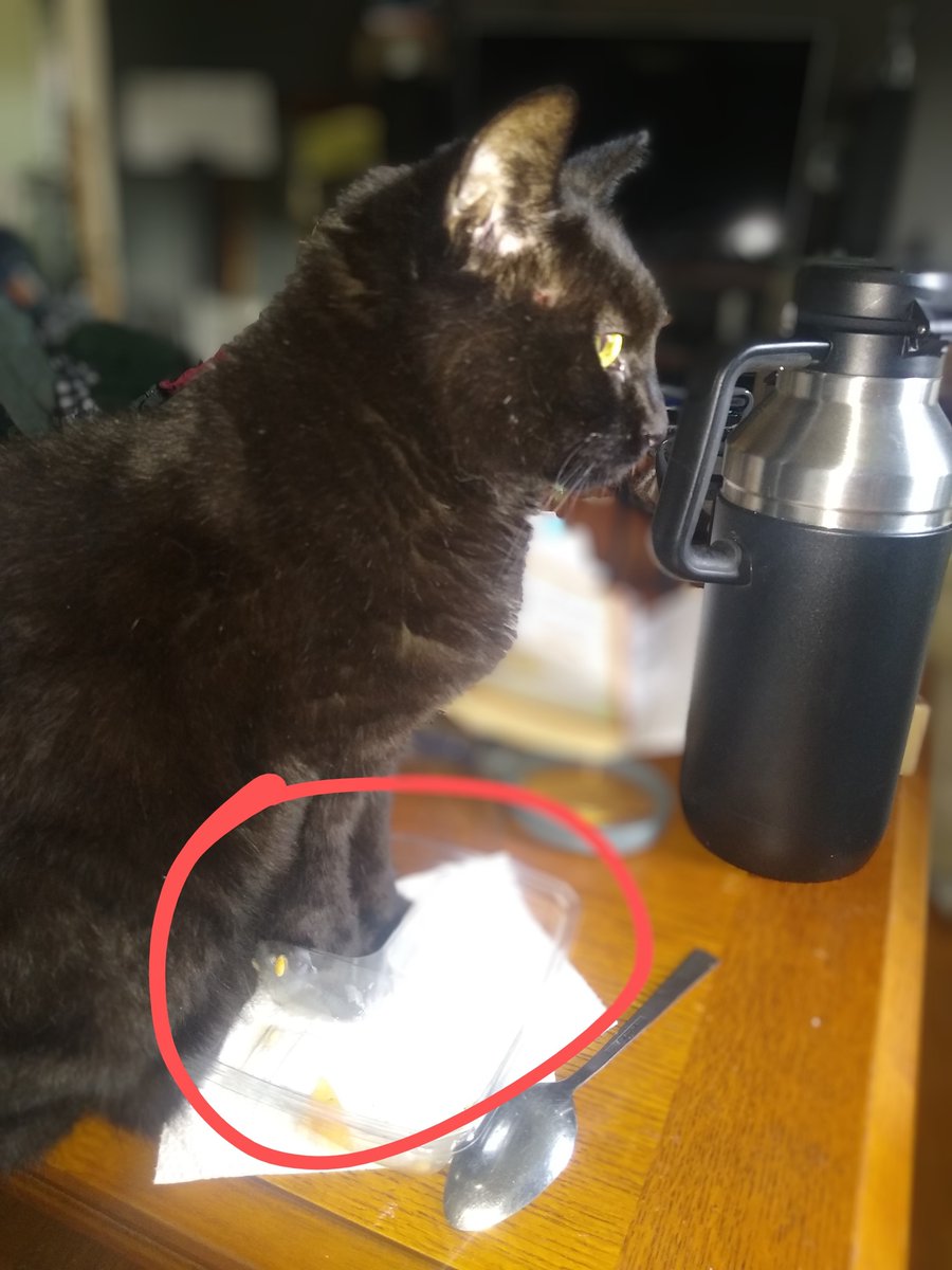 tryst242's tweet image. Five second rule meets if-it-fits-I-sits. At least I got to finish the fruit first....