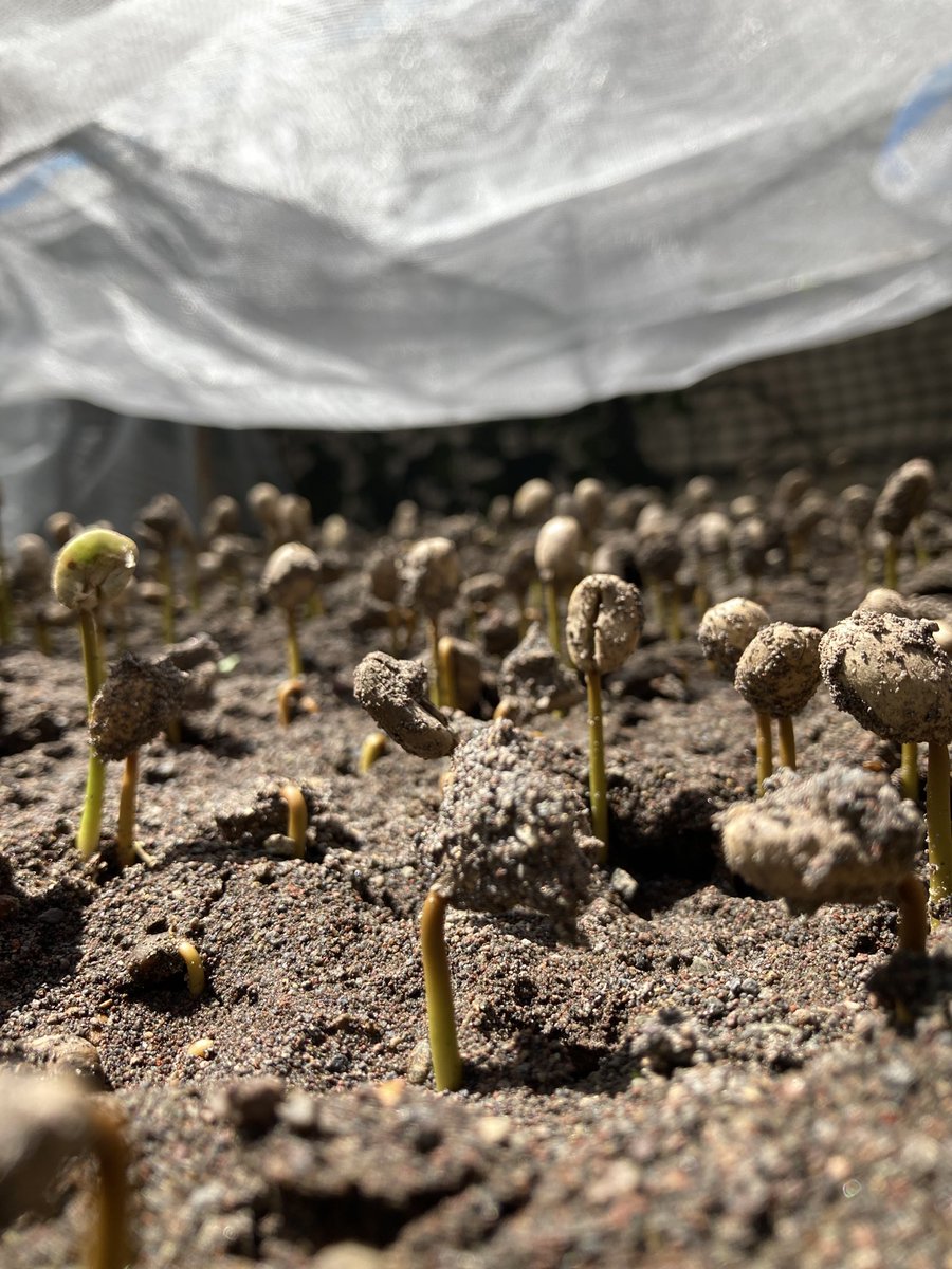 JacintoVallarta's tweet photo. Estamos renovando el #cafetal
Es una labor cansada pero gratificante ver por fin las plantas sembradas que cuidamos desde semilla.
Gran parte de sus compras de #cafe tostado las destinamos a esto; al mantenimiento de nuestra finca.
¡Visita nuestra finca!
A 4hrs de #CDMX https://t.co/jPtdxvAXK3